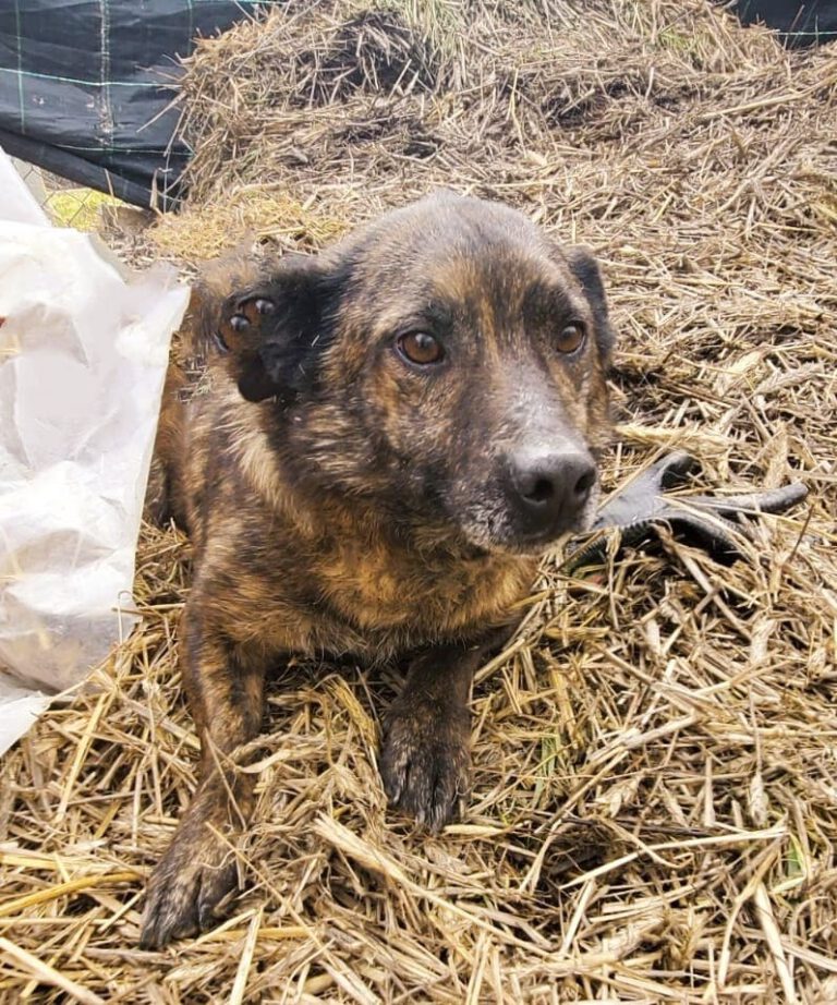 Schutzvertrag Hund Download / Hunde Kaufvertrag Vorlage / Muster für